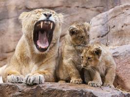 Nürnberger Tiergarten: Löwenbaby stirbt nach der Geburt –  die Mutter hat es wohl gefressen